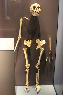 Fosil manusia purba homo floresiensis
