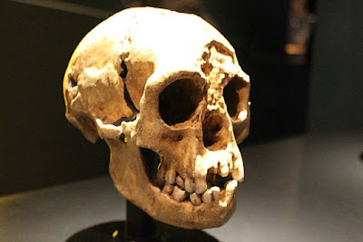 Fosil manusia purba homo floresiensis